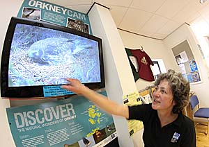 Jenny Dewar by the hen harrier webcam in the Kirkwall tourist information centre. Picture: The Orcadian/Orkney Media Group
