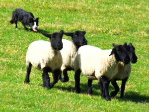 sheepdog Orkney's first sheepdog trials in a decade take place tomorrow, Sunday.