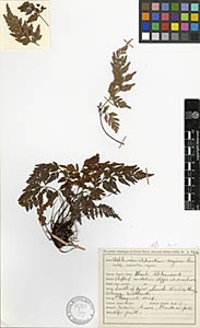 Asplenium_adiantum