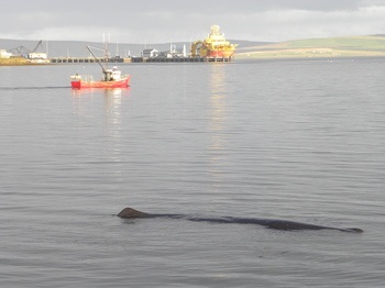Kirkwall whale web