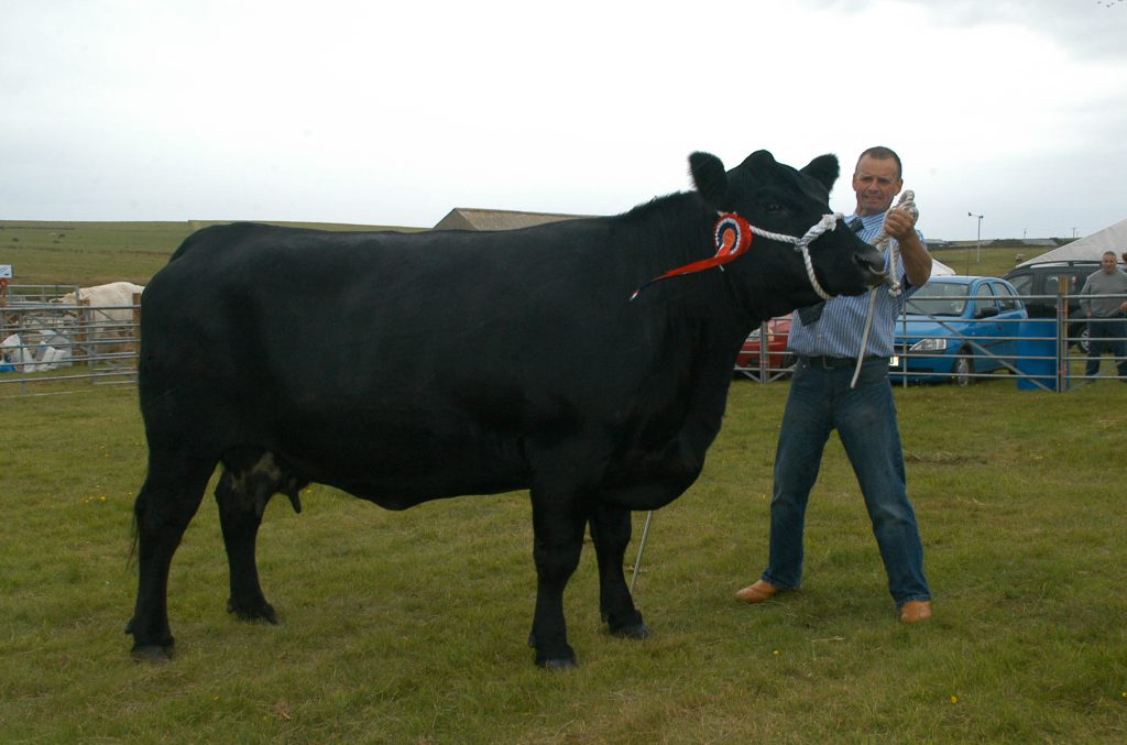 Showyard Champion at the East Mainland Show — Burnside Elaine E211.