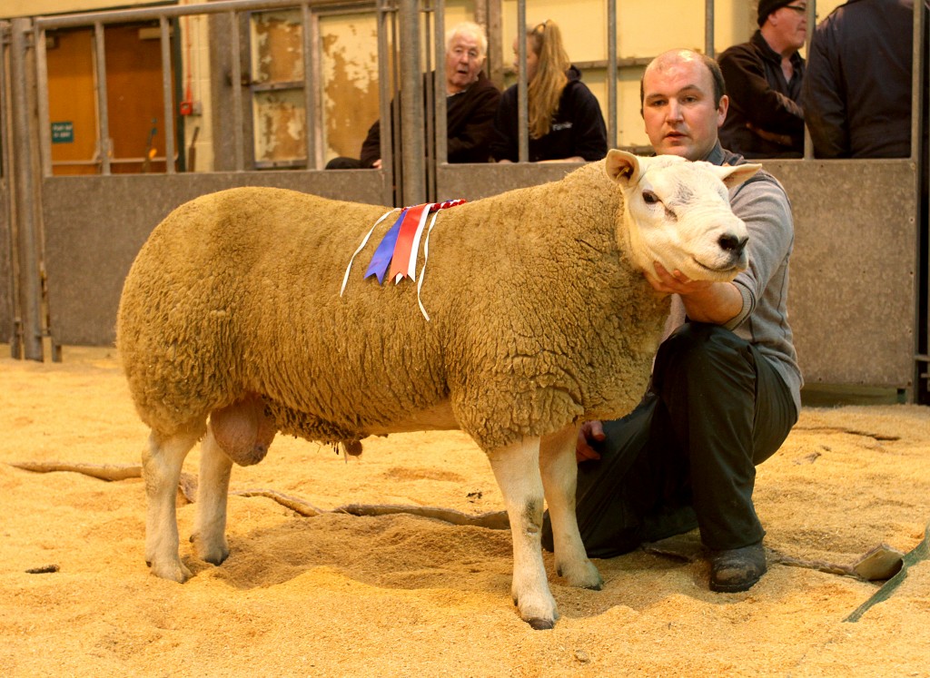 J & S Baillie took the champion of champions prize at today's local ram show with a pure texel shearling. The ram is shown by Balfour Baillie.