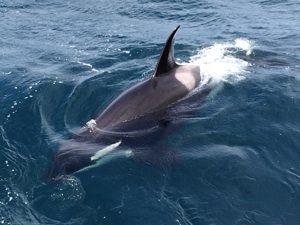 One of the orcas in Scapa Flow this afternoon. (Picture: Hazel Weaver/mv Valkyrie)