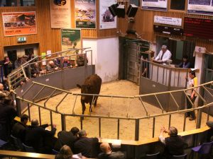 Today's special sale of cattle began just after 10:30am