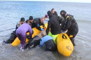 The rescue attempt underway of a whale at Dingieshowe. (Picture: Craig Taylor)