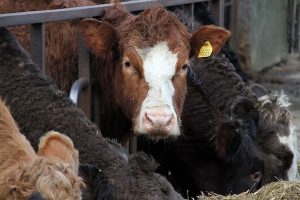 Cattle in Orkney