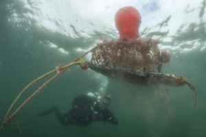 Ghost fishing gear in Scapa Flow photographed by diver Peter Verhoog.