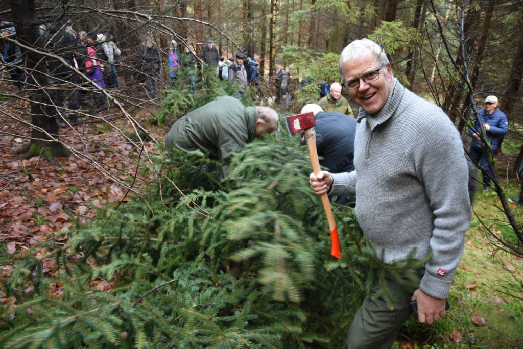 Helge Spilling pictured after cutting down the tree which will be lit in St Magnus Cathedral. (Pictures: Gro A. Berge from Grimstad Adressetidende)