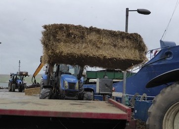 Straw being unloaded from the MV Burhou on Saturday at Rapness pier.