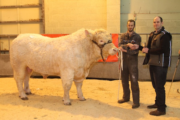 The winner of the Charolais section at today's bull show, Baillieston Jock, shown by W.R. Baillie & Co., Biggings, Toab.