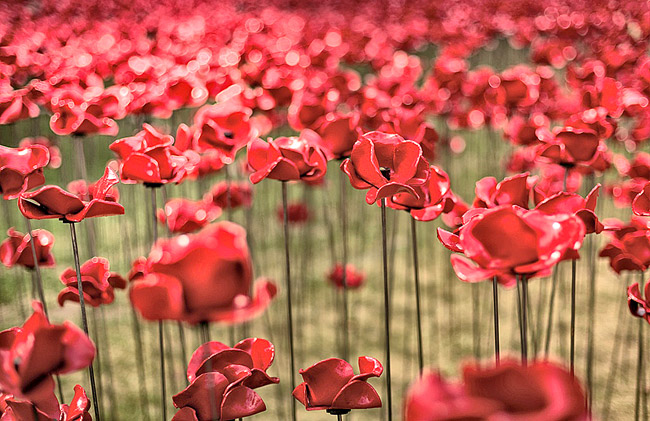 A close-up of the ceramic poppy display at the Tower of London. (Richard Lea-Hair)