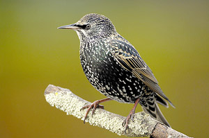 The most common garden bird recorded in last year's Big Garden Birdwatch was the starling. (RSPB Images)