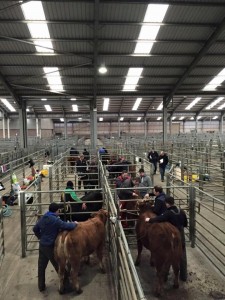 The Beef Cattle Dressing competition underway at Lanark Market today.