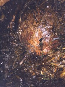 The badly corroded sea mine was reported to the police yesterday. (Photo: Police Scotland)