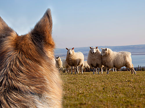 dog_sheep