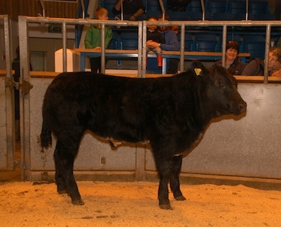 The winning calf from this morning's show of fostered calves.