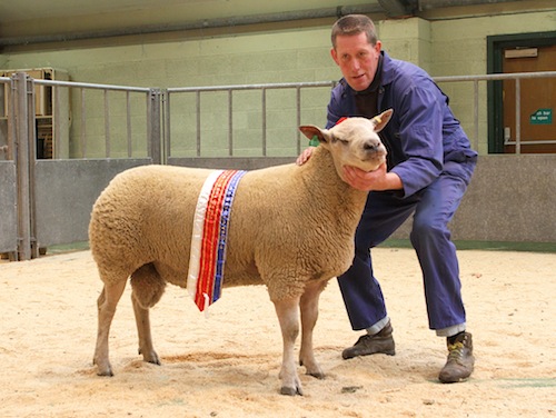 The champion of today's ram show at Orkney Auction Mart — a shearling Charollais from Muce, in Birsay.