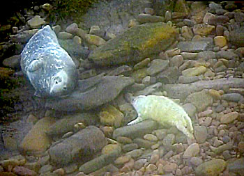 sealcam2016