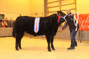Orkney Auction Mart 2016 Christmas Prime Stock SHow and Sale. 2/12/16 Tom O'Brien