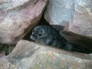 The young seal found himself trapped amongst the rocks near Loth Ferry Terminal in Sanday.