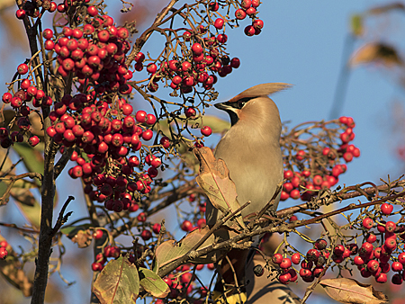 Waxwings could be among the birds spotted in Orkney gardens over this weekend's Big Garden Birdwatch.