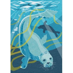 Nature Notebook - Seal