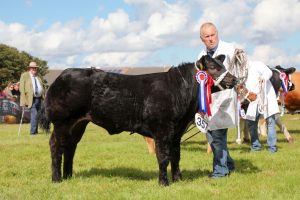 2018 Orkney County Cattle champion