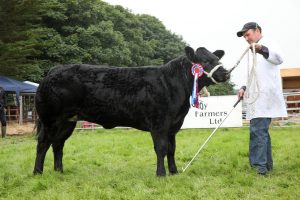 2019 County Show cattle champion