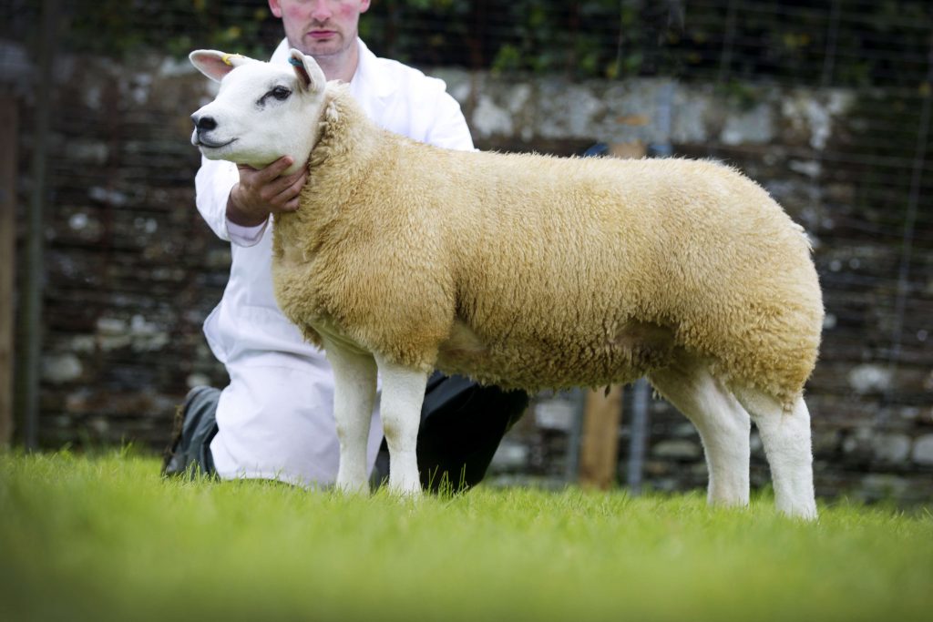 2014 Orkney County Show sheep champion