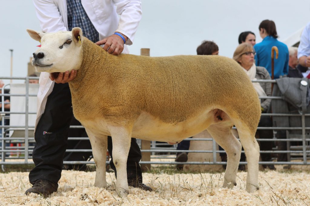 2019 Orkney County Show Sheep Champion